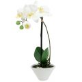 Floristik24 Phalaenopsis blanco en tazón decoración floral Al. 38cm