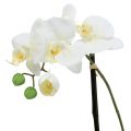 Floristik24 Phalaenopsis blanco en tazón decoración floral Al. 38cm