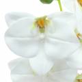 Floristik24 Rama de orquídea artificial Phaelaenopsis blanco H49cm