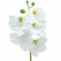 Floristik24 Rama de orquídea artificial Phaelaenopsis blanco H49cm