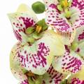 Floristik24 Rama de orquídea artificial Phaelaenopsis Verde Rosa H49cm