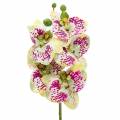 Floristik24 Rama de orquídea artificial Phaelaenopsis Verde Rosa H49cm