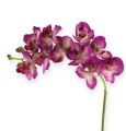 Floristik24 Orquídea Phalaenopsis Morado-Crema 62cm