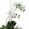 Floristik24 Orquídea con Bolas de Helecho y Musgo Artificial Blanco Colgante 64cm