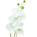 Floristik24 Orquidea Phalaenopsis artificial blanca 80cm