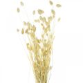 Floristik24 Hierba Phalaris, manojo de flores secas, hierba brillante seca, blanqueada L30–60cm 50g