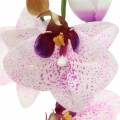Floristik24 Orquídea artificial phaleanopsis blanca, púrpura 43cm