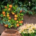 Corona de Physalis artificial, naranja y verde, Ø28cm, decoración otoñal | Floristik24.es
