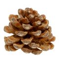Floristik24 Piñas Pinus Pinea conos crema mixta 5-18cm 25p