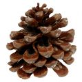 Floristik24 Pinus Pinea mediano 10/14cm natural 50p