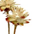 Floristik24 Leucospermum 1-3 Mix crema 100 cabezas