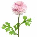Floristik24 Ranunculus lila H45cm