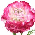 Floristik24 Ranunculus rosa artificial 48cm