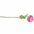 Floristik24 Ranunculus rosa artificial 48cm