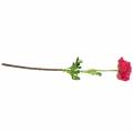 Floristik24 Ranunculus rosa oscuro artificialmente 51cm