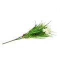 Floristik24 Ranunculus con crema de hierba L 35cm