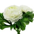 Floristik24 Ramo Ranunculus blanco L18cm