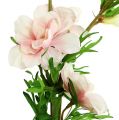 Floristik24 Delphinium Delphinium rosa claro L95cm