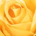 Rosa artificial de tallo largo, flor artificial, 62 cm, 12 unidades | Floristik24.es