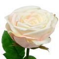 Floristik24 Crema de rosas artificiales 69cm