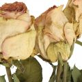 Floristik24 Rosas decorativas, flor seca, rosas secas, San Valentín, flores funerarias, rosas rústicas amarillo-rosa L48cm 5pcs