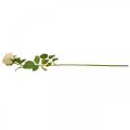 Floristik24 Rosa color crema, flor de seda, rosa artificial L74cm Ø7cm