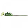 Floristik24 Rosa artificial, rosa decorativa, flor de seda blanco crema, verde L72cm Ø12cm