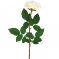 Floristik24 Rosa de albaricoque blanco cremoso, flor de seda, rosas artificiales L72cm Ø12cm