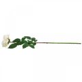 Floristik24 Rosa de albaricoque blanco cremoso, flor de seda, rosas artificiales L72cm Ø12cm