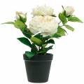 Floristik24 Peonía en maceta, rosa decorativa romántica, flor de seda blanco crema
