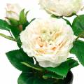 Floristik24 Peonía en maceta, rosa decorativa romántica, flor de seda blanco crema