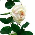 Floristik24 Guirnalda de rosas románticas, flor de seda, vid de rosas artificiales, 160cm