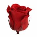 Floristik24 Infinity rosas grandes Ø5.5-6cm rojo 6pcs