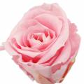 Floristik24 Rosas eternas medianas Ø4-4.5cm rosa 8pcs