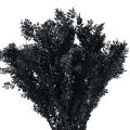Floristik24 Ruscus ramas decorativas secas Ruscus Negro 1kg