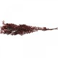 Floristik24 Ruscus seco, floristería seca, mirto rojo L58cm 30g