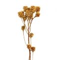 Floristik24 Salignum rama flores leucadendron ligeras en rama 25 piezas