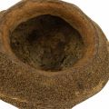 Maceta Paradise Nut Natural Sapucaia Ø14cm H10cm 3 piezas | Floristik24.es