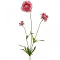Floristik24 Decoración de flores artificiales, escabiosa flor artificial rosa 64cm paquete de 3 piezas