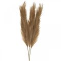 Floristik24 Caña de hierba seca artificial natural marrón de hierba pluma 100 cm 3 piezas