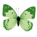 Floristik24 Mariposa verde en clip 10cm - 11cm 6pcs