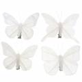 Floristik24 Pluma mariposa en clip blanco 7-8cm 8pcs