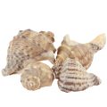 Floristik24 Decoración de concha de caracol caracoles de mar marrón crema 4-6cm 300g