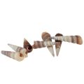 Floristik24 Conchas de caracol caracoles de mar decorativos Turritella 4,5–5,5 cm 300 g