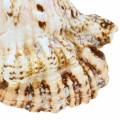 Floristik24 Caracol de mar rana gigante caracol naturaleza 18-20cm