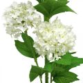 Floristik24 Rama Bola de Nieve Planta Artificial Flor de Seda Blanco Ø6.5cm L78cm