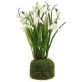 Floristik24 Campanilla de invierno artificial, flor de campanilla de invierno artificial 25cm