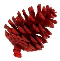 Floristik24 Conos de pino negro rojo 50pcs