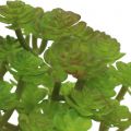 Floristik24 Plantas artificiales en maceta Artificial Succulent Green H15cm