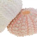 Floristik24 Decoración marinera carcasa de erizo de mar rosa, chispitas blancas 55 piezas